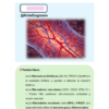 IHC Essentials Spanish